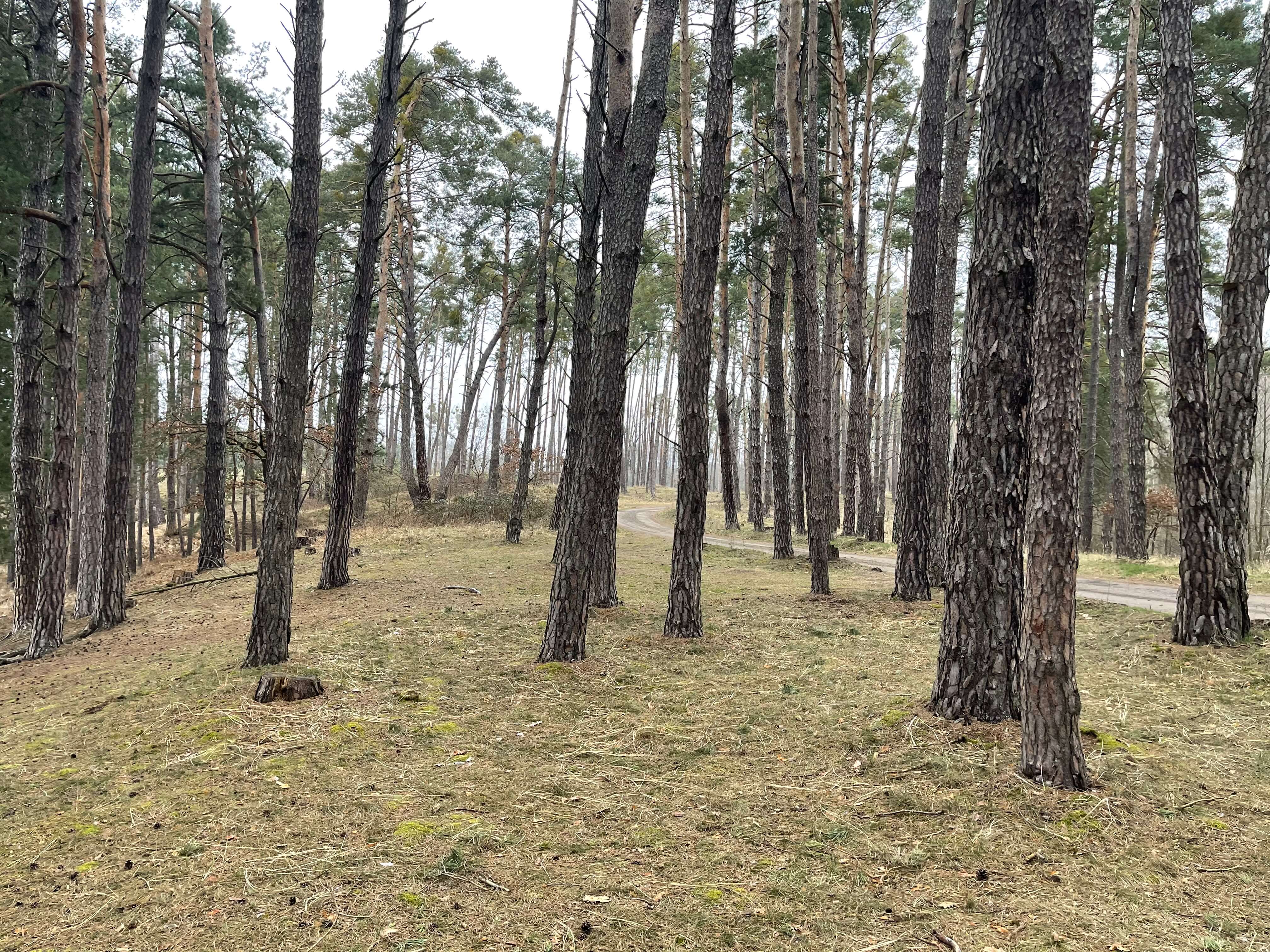 Predané: Rybník, orná pôda, trvalé trávnaté porasty spolu 9 541,9 m2, Tančiboky, pri Studienke, za Malackami-3